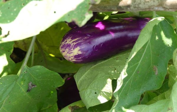 A step by step guide to planting and caring for eggplant in the garden and pots 4