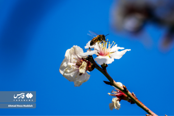 Early tree blossoms in March in Shiraz 10