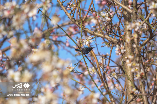 Early tree blossoms in March in Shiraz 12