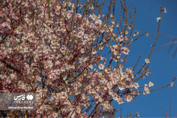 Early tree blossoms in March in Shiraz 14