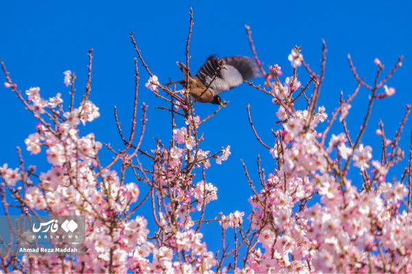 Early tree blossoms in March in Shiraz 17