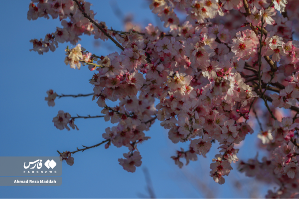 Early tree blossoms in March in Shiraz 18