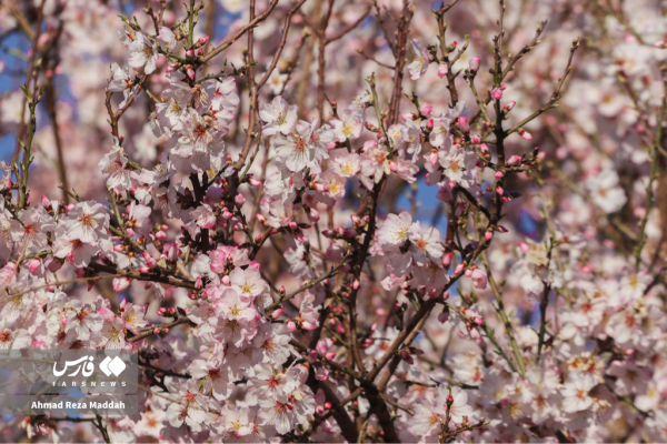 Early tree blossoms in March in Shiraz 20