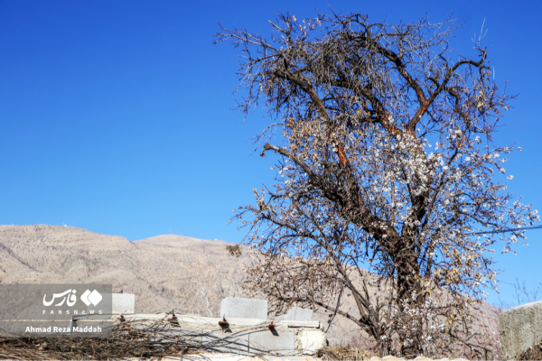 Early tree blossoms in March in Shiraz 3