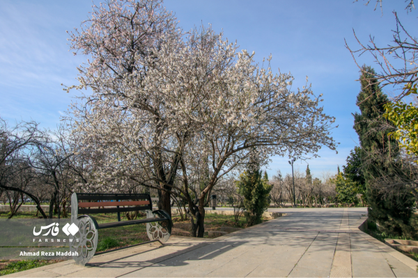 Early tree blossoms in March in Shiraz 4