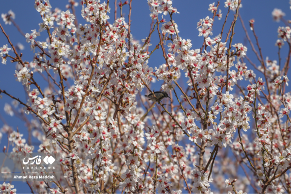 Early tree blossoms in March in Shiraz 7