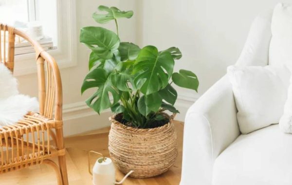 The best apartment flowers that you can easily make 5