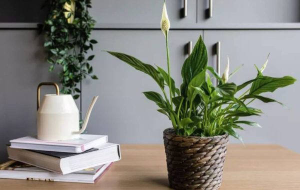 The best apartment flowers that you can easily make 7