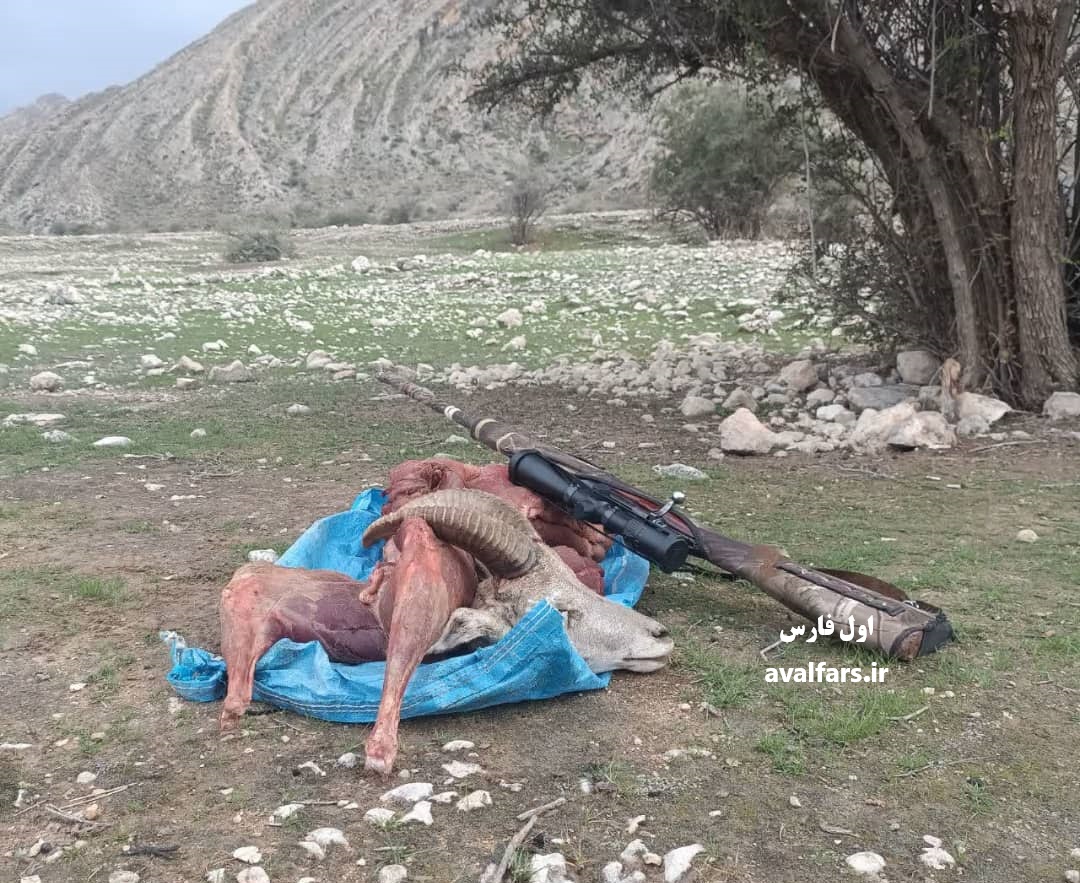 فراشبند در سوگ قوچ وحشی: 2 جنایت‌کار دستگیر شدند+عکس