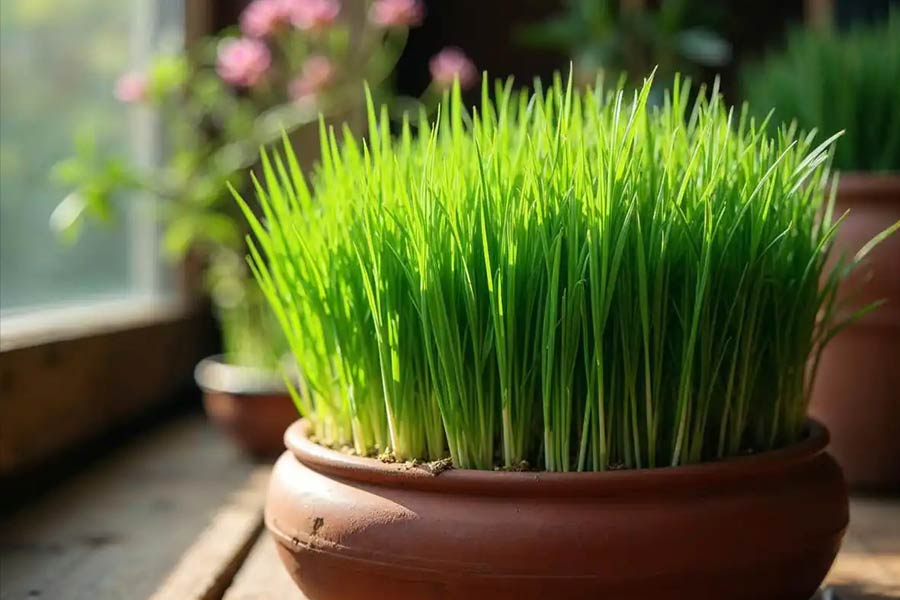 ترفندهای مفید برای نگهداری و مراقبت از سبزه عید تا 13 بدر