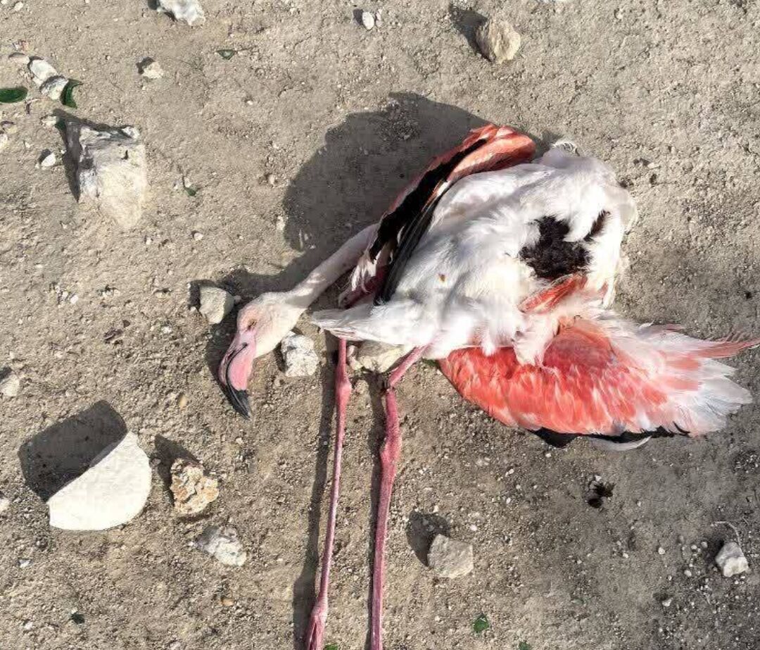 شکار فلامینگوها در جنوب فارس: فاجعه در آبگیر مشک آویز