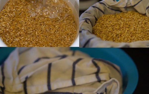 آموزش گام‌به‌گام طرز تهیه سمنو خانگی با جوانه گندم