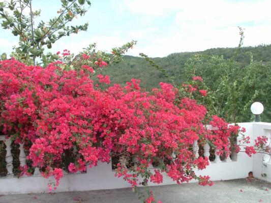 نکات مهم نگهداری گل کاغذی در حیاط