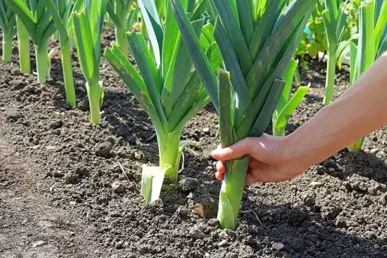 آموزش کامل کاشت و پرورش تره‌فرنگی در باغچه