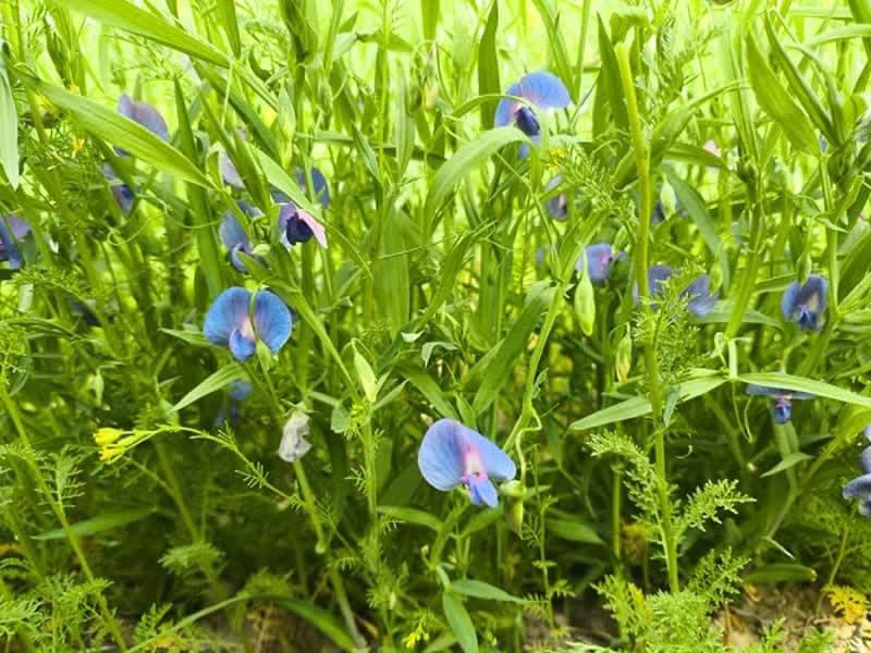 نخستین برداشت 13 تنی مخلوط علوفه‌ای خلر و جو در دیمزارهای بیضا