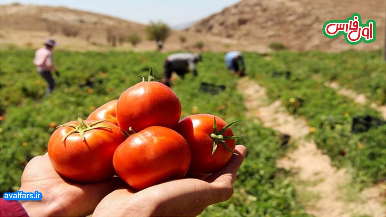 سونامی ۸۱ هزار تنی گوجه فرنگی در دهرم فارس