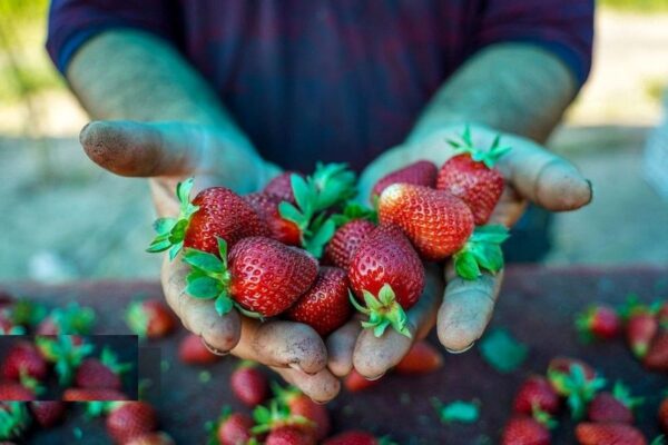نشانه حساسیت و آلرژی به توت فرنگی