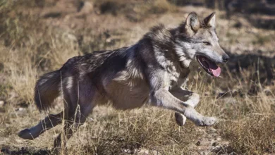 636476522214008079 Wolves 19