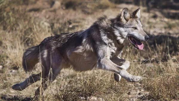 636476522214008079 Wolves 19