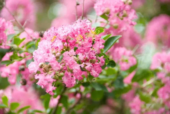 Crape Myrtle