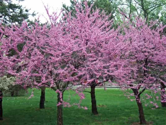 Eastern Redbud
