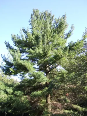 Eastern White Pine