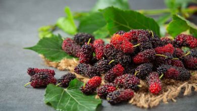 How to make berry jam 1