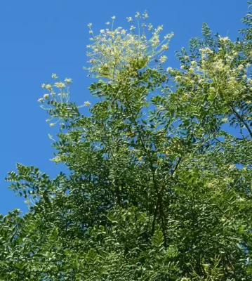 Japanese Pagoda Tree Sophora Japonica