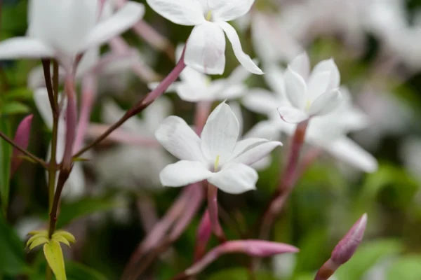 Jasminum polyanthum
