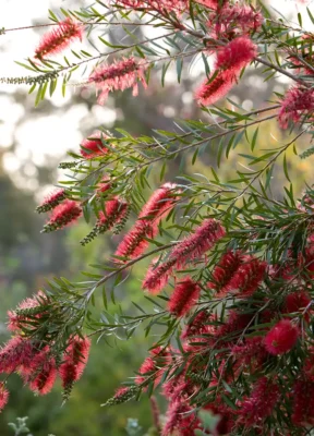 Lemon Bottlebrush
