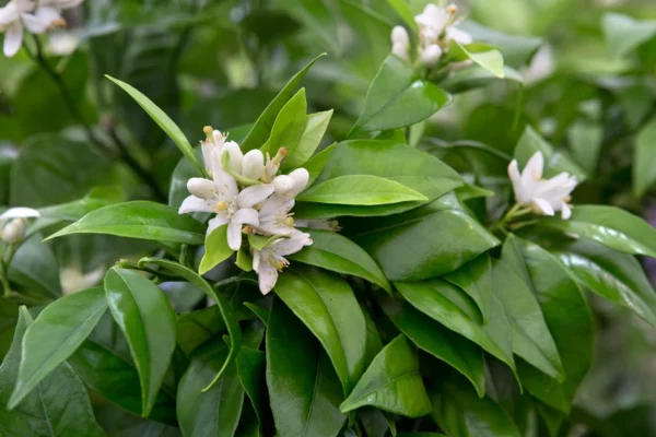 Orange Citrus × sinensis