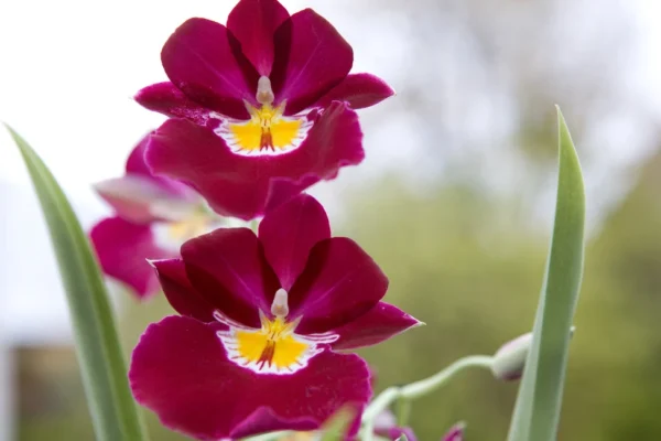 Pansy orchid Miltonia