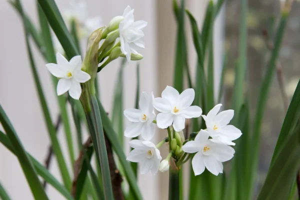 Paper white narcissi