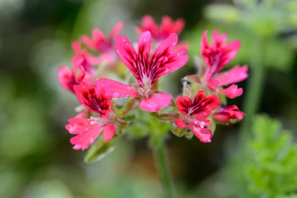 Pelargonium Grandeur Odorata