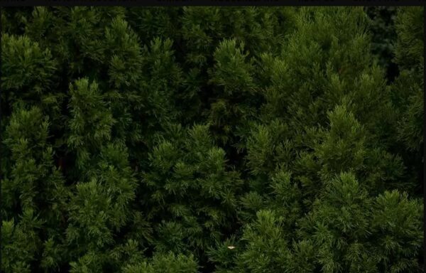 Screenshot 2025 05 25 092212