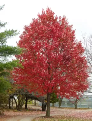 Silver Maple and Red Maple