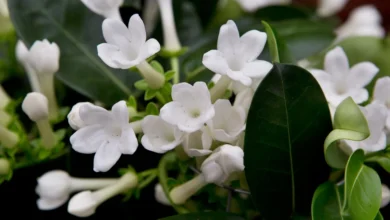 Six scented house plants