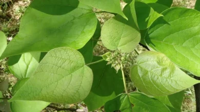 Southern Catalpa