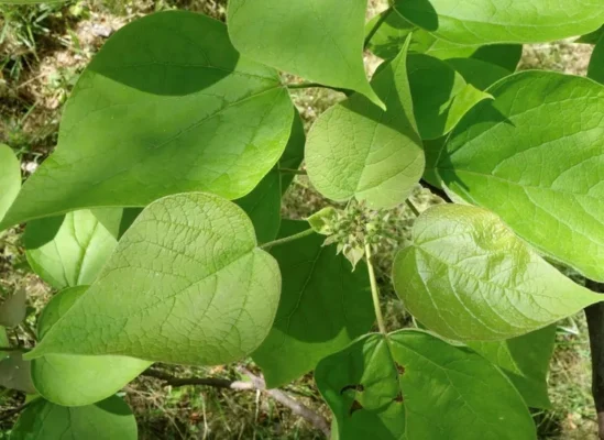 Southern Catalpa
