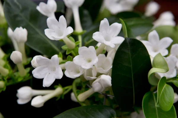 Stephanotis floribunda