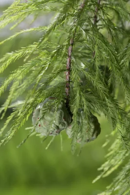 bald cypress