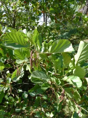 black alder tree
