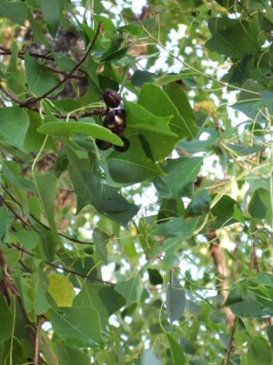 chinese tallow tree 762c73c7 d2aadfdbcecd46b58e0103663639822d