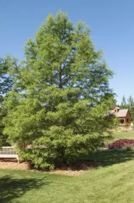 dawn redwood tree a7e9c349 36e89d180da84fffa6bb23afb0a0cd1b