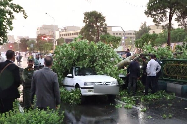 سقوط درخت
