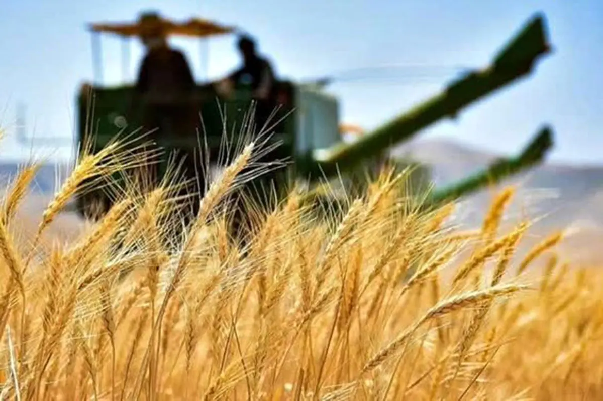 قیمت خرید تضمینی گندم ۲۰ هزار و ۵۰۰ تومان تصویب شد
