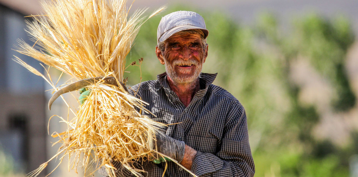 ابهام در مسئولیت مباشرت خرید گندم در استان فارس علیرغم آغاز خرید تضمینی