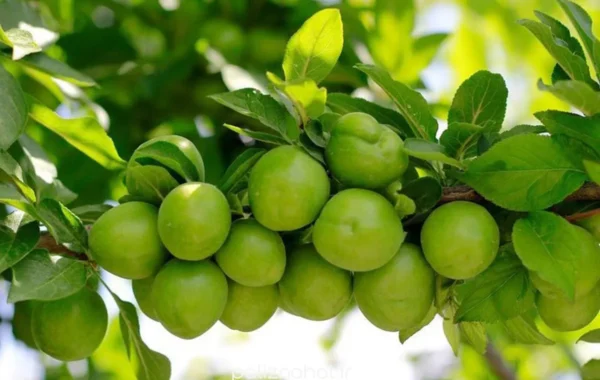 خواص گوجه سبز