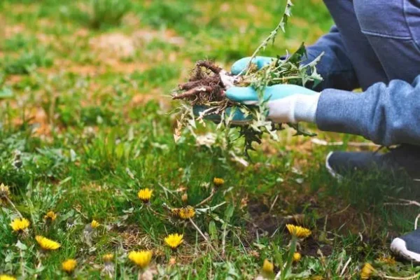 از بین بردن علف هرز