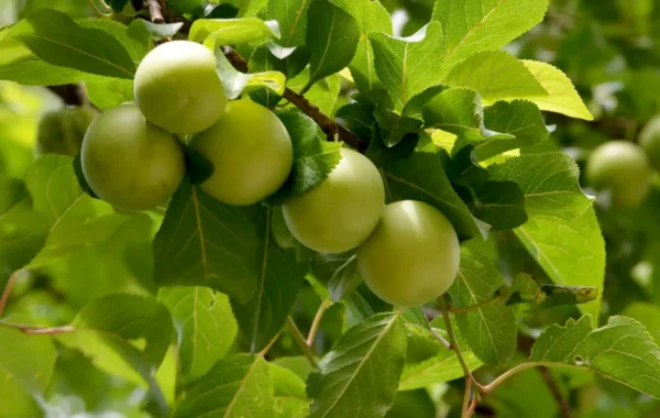 خواص گوجه سبز